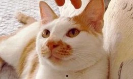 吃瓜视频大全高清,高清盛宴，揭秘娱乐圈幕后故事